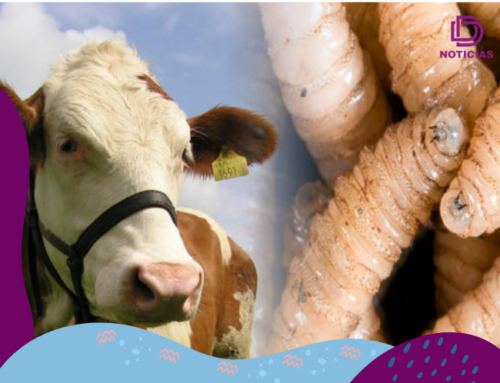 Detectan 28 casos de gusano barrenador en Quintana Roo