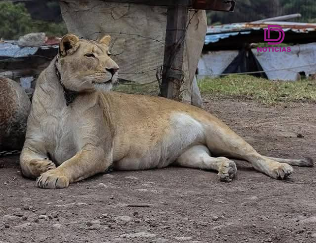 Senderistas alertaron sobre la presencia de una leona encadenada en la Sierra de Tepotzotlán.