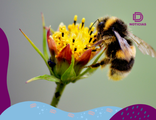 Día Mundial de las Abejas: la importancia de proteger a los polinizadores