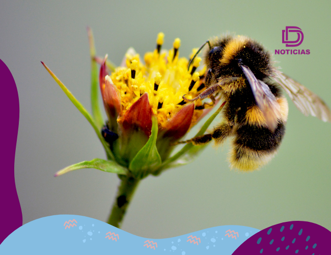 Las abejas, polinizadores clave para el equilibrio ecológico, necesitan que todos hagamos un esfuerzo para protegerlas y asegurar un futuro sostenible.