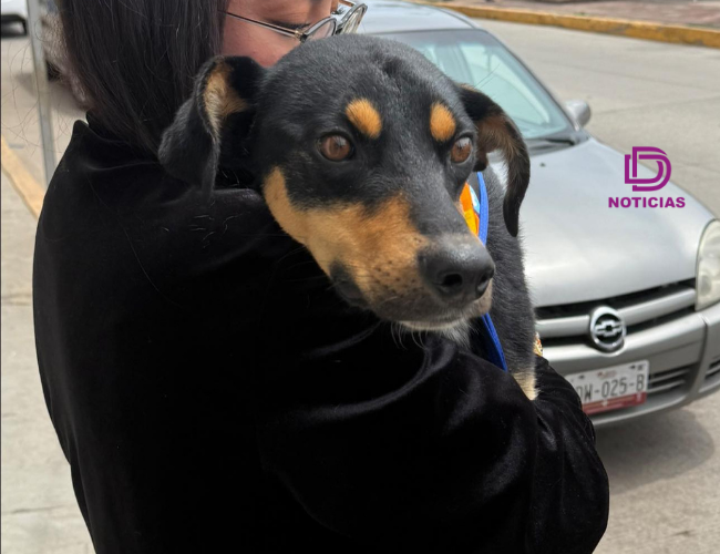 PGJEH investiga maltrato animal en Tulancingo